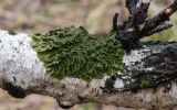 Melanohalea olivacea