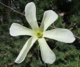 View full-size image Magnolia × loebneri