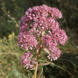 Смотреть изображение Hylotelephium triphyllum