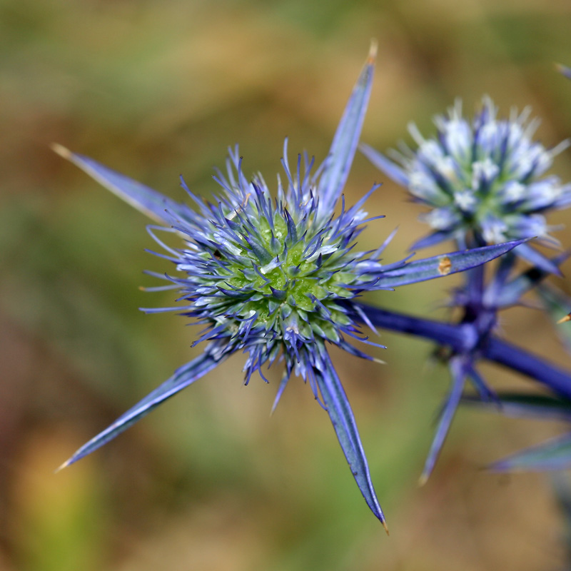 Image of Eryngium caeruleum specimen.