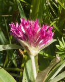 View full-size image Trifolium alpestre