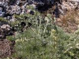 Смотреть изображение Artemisia caucasica