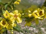 View full-size image Verbascum laxum