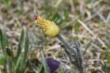 View full-size image Pulsatilla violacea