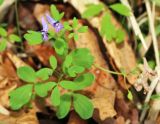 View full-size image Corydalis ussuriensis