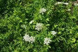 View full-size image familia Apiaceae