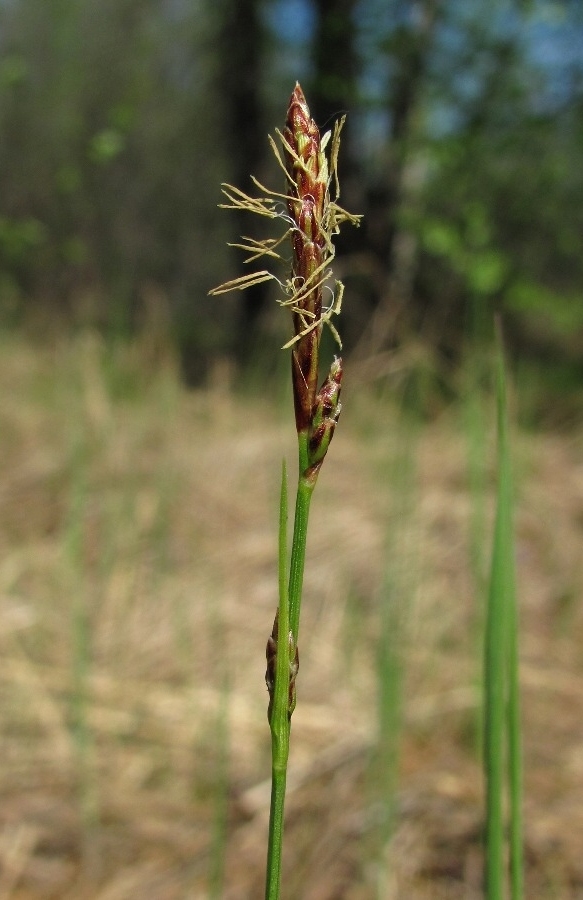 Image of Carex globularis specimen.