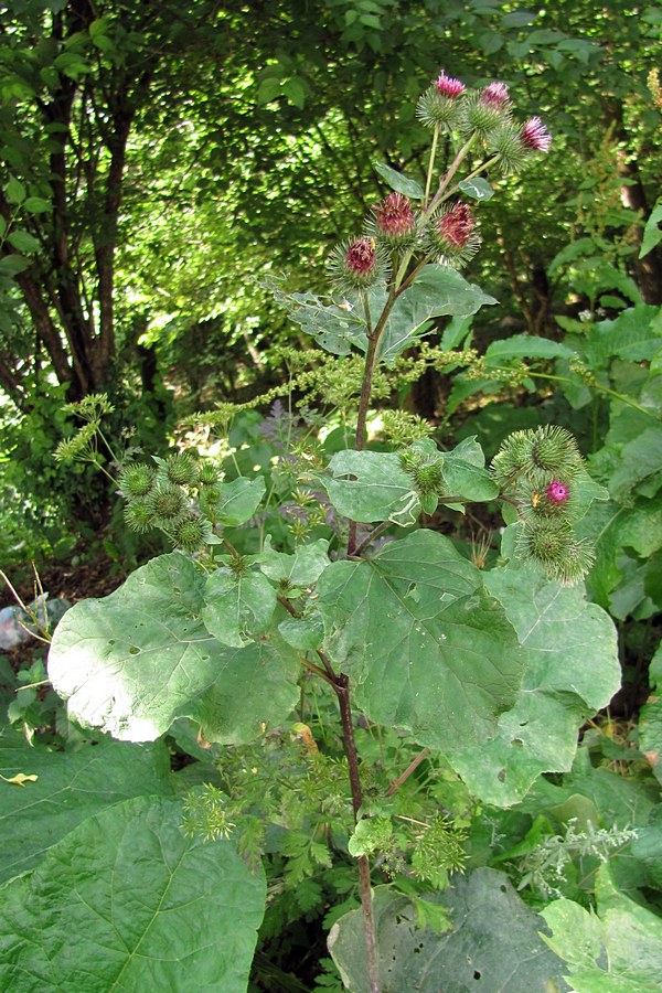 Image of genus Arctium specimen.