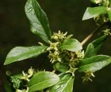 Euonymus europaeus. Верхушки побегов с цветками. Московская обл., Раменский р-н, окр. дер. Хрипань, садовый участок. 24.05.2011.