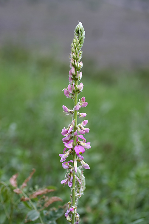 Image of genus Onobrychis specimen.