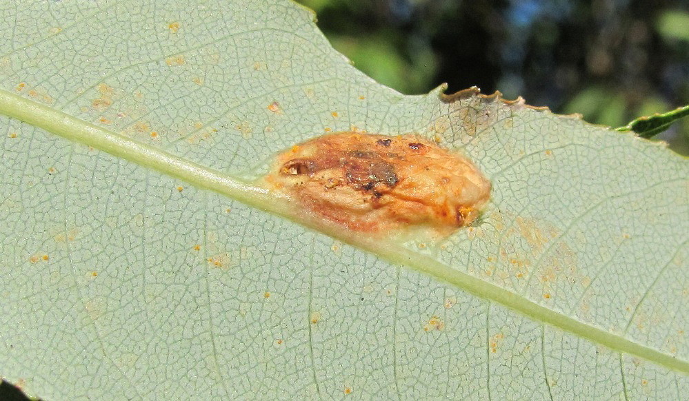 Image of Salix triandra specimen.