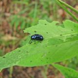 Vincetoxicum scandens. Лист, объедаемый жуком-листоедом. Украина, Донецкая обл., Славянский р-н, окр. с. Сидорово, лесополоса на меловом склоне. 09.07.2011.