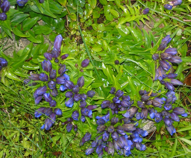 Image of Gentiana septemfida specimen.