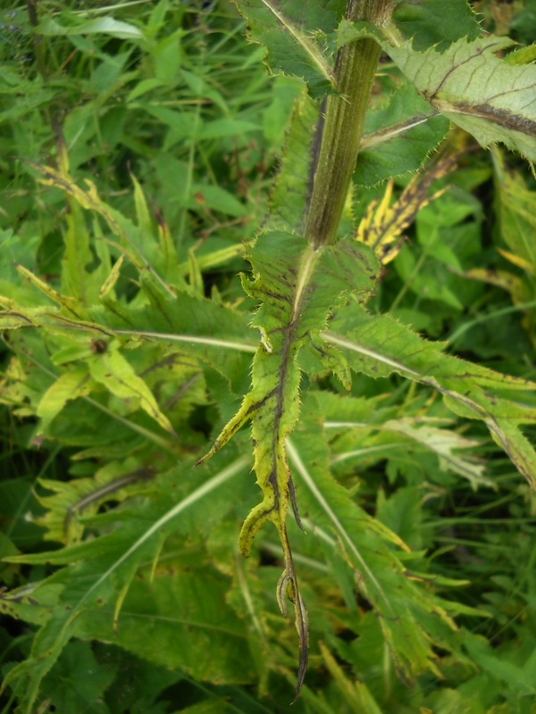 Изображение особи Cirsium heterophyllum.