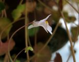 Cymbalaria muralis