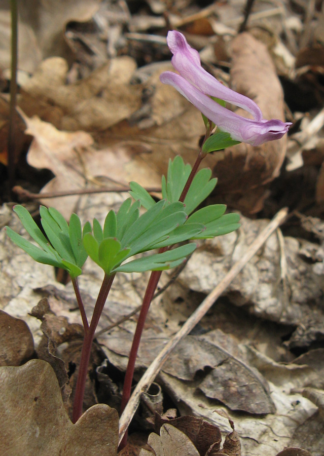 Image of Corydalis paczoskii specimen.