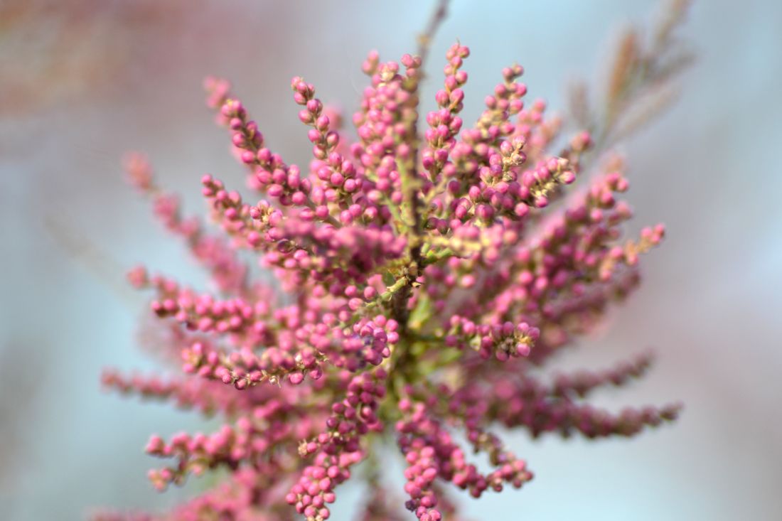 Image of Tamarix ramosissima specimen.