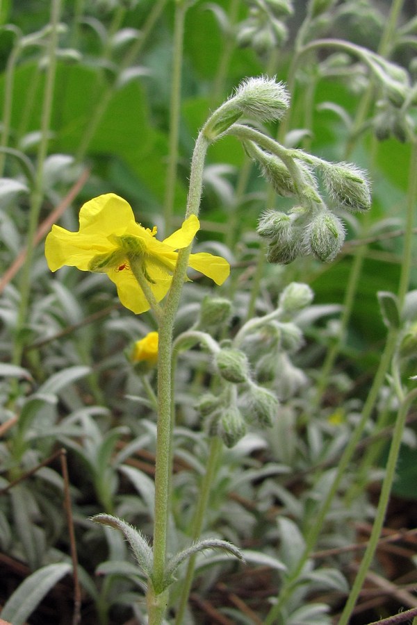 Image of Helianthemum stevenii specimen.