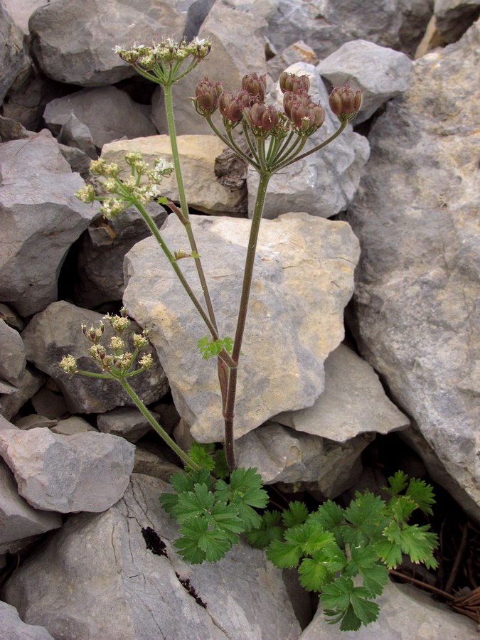 Image of Heracleum ligusticifolium specimen.