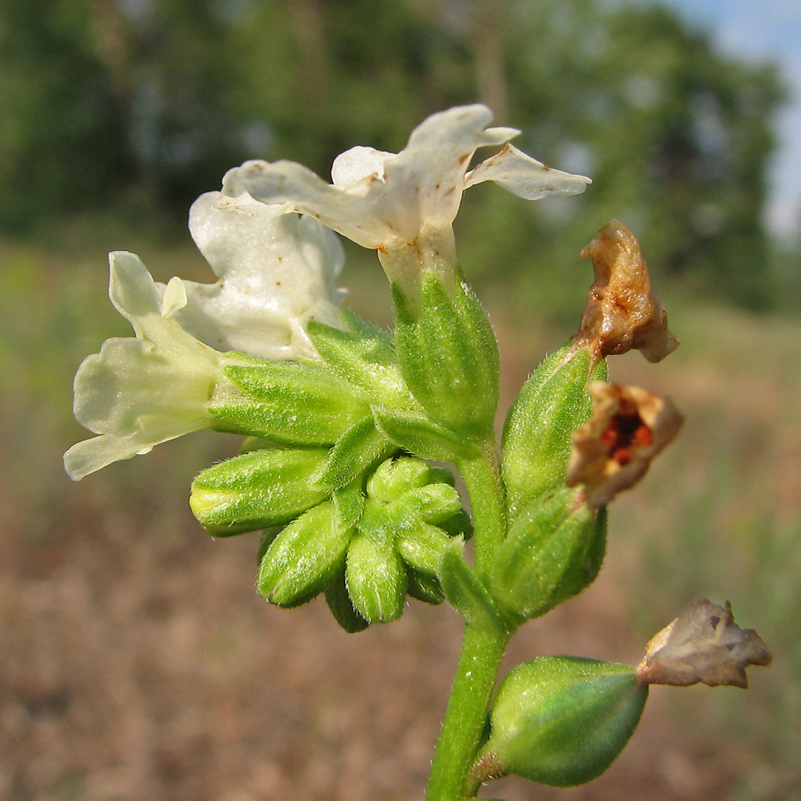 Image of Anchusa popovii specimen.