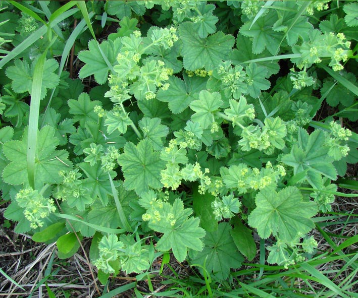 Image of Alchemilla murbeckiana specimen.