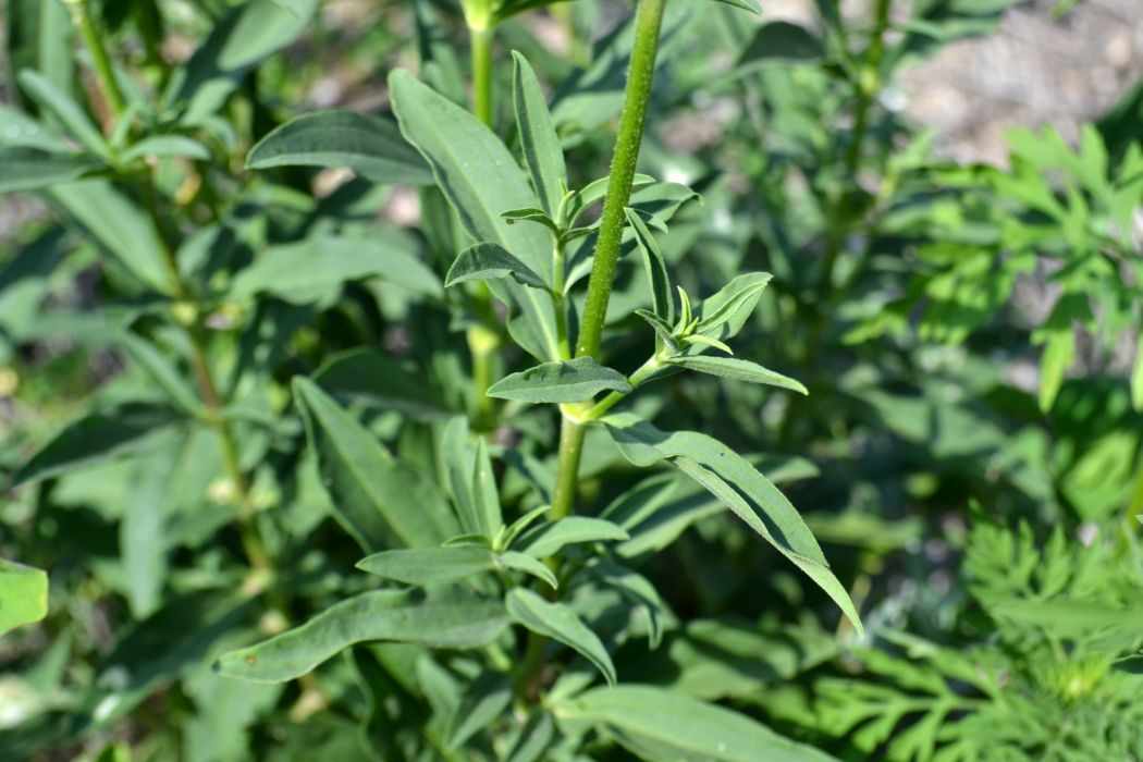 Изображение особи Saponaria officinalis.