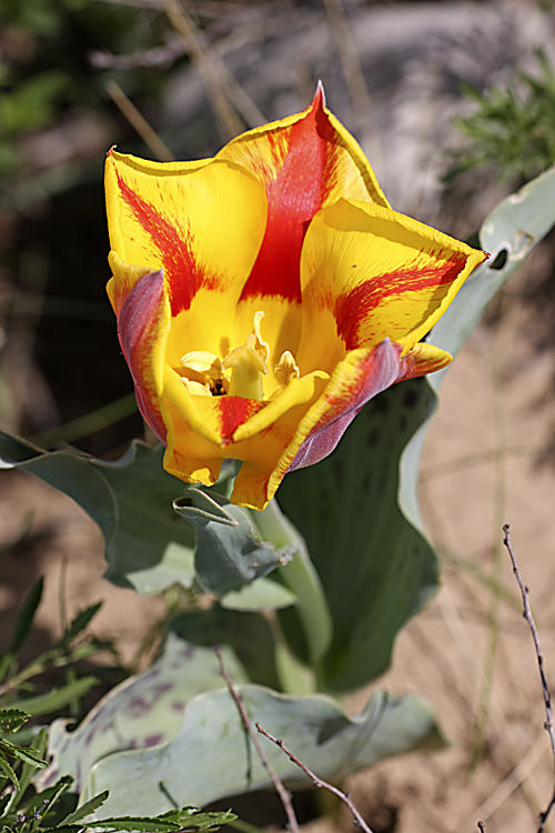 Image of Tulipa greigii specimen.