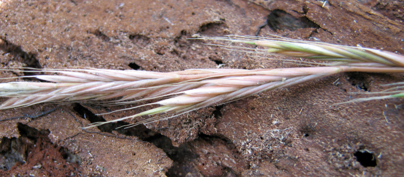 Image of Brachypodium sylvaticum specimen.