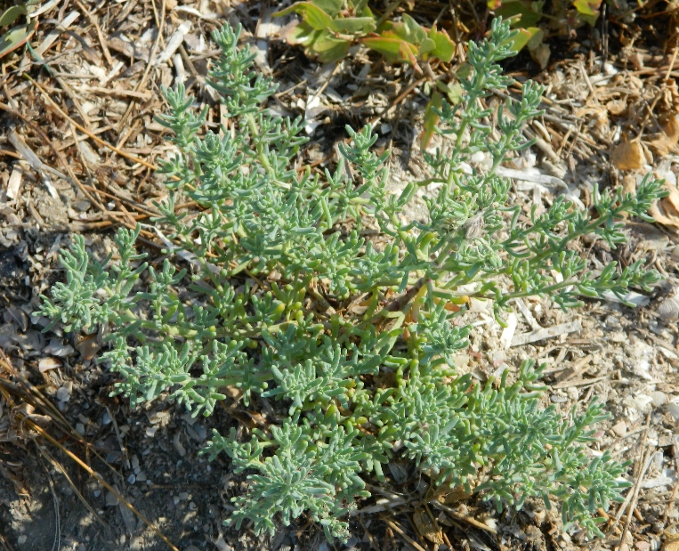 Image of Spirobassia hirsuta specimen.