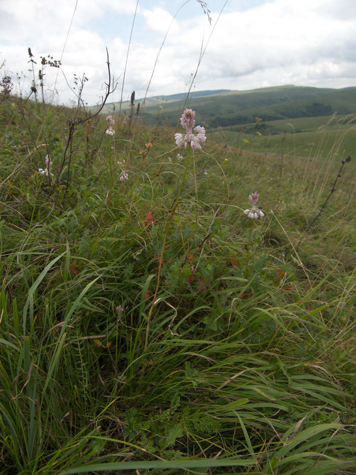 Image of Allium kunthianum specimen.