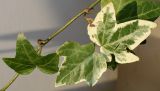 Hedera helix. Листья (f. 'Marginata Elegantissima'). Германия, г. Кемпен, в культуре. 07.09.2012.