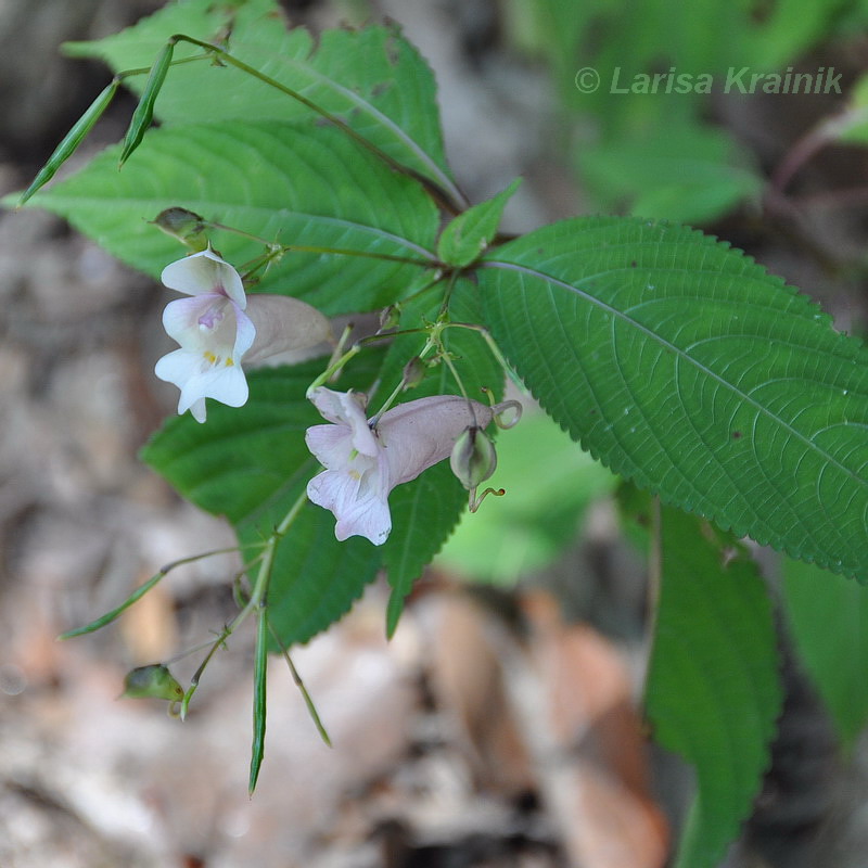 Image of genus Impatiens specimen.