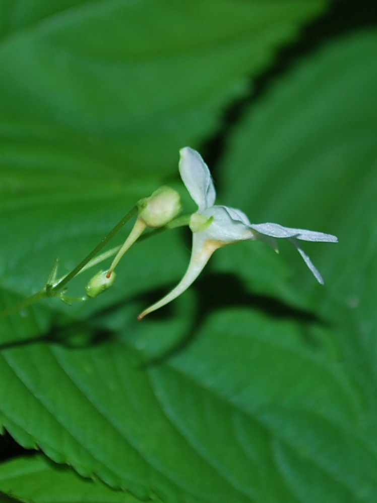 Изображение особи Impatiens parviflora.