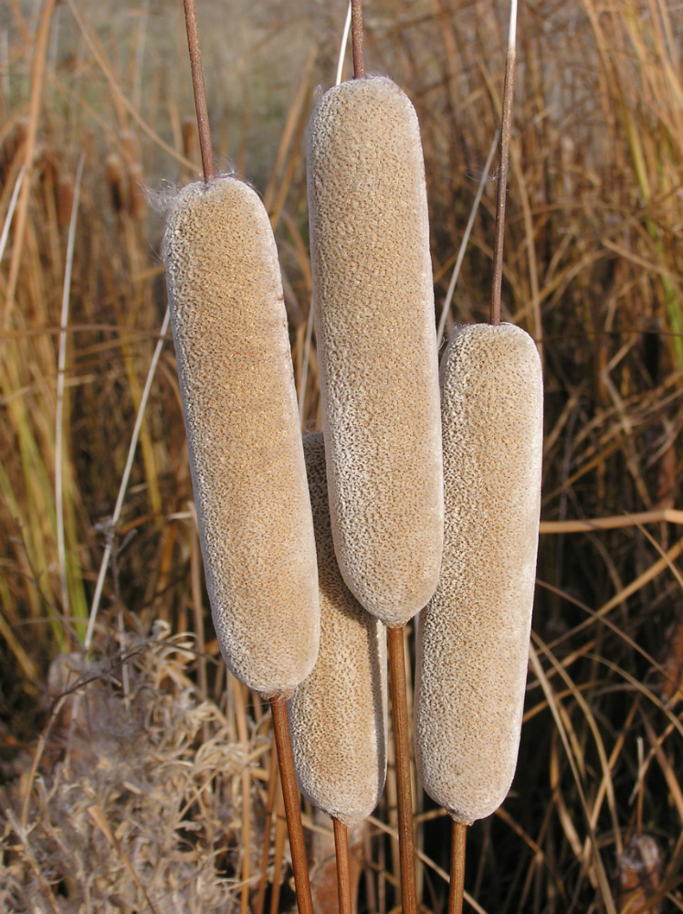 Image of Typha tichomirovii specimen.