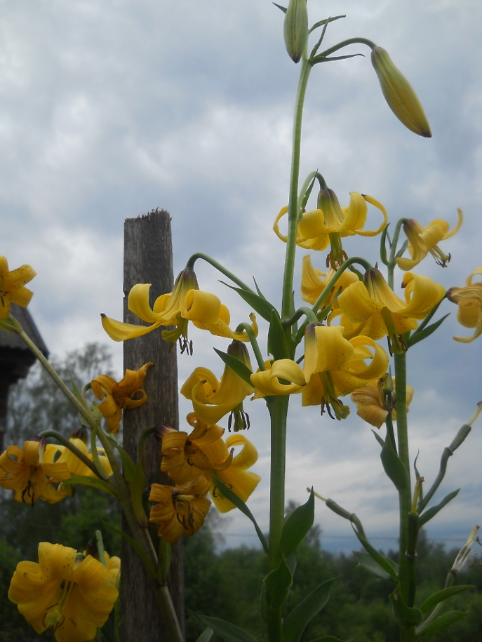 Image of Lilium monadelphum specimen.