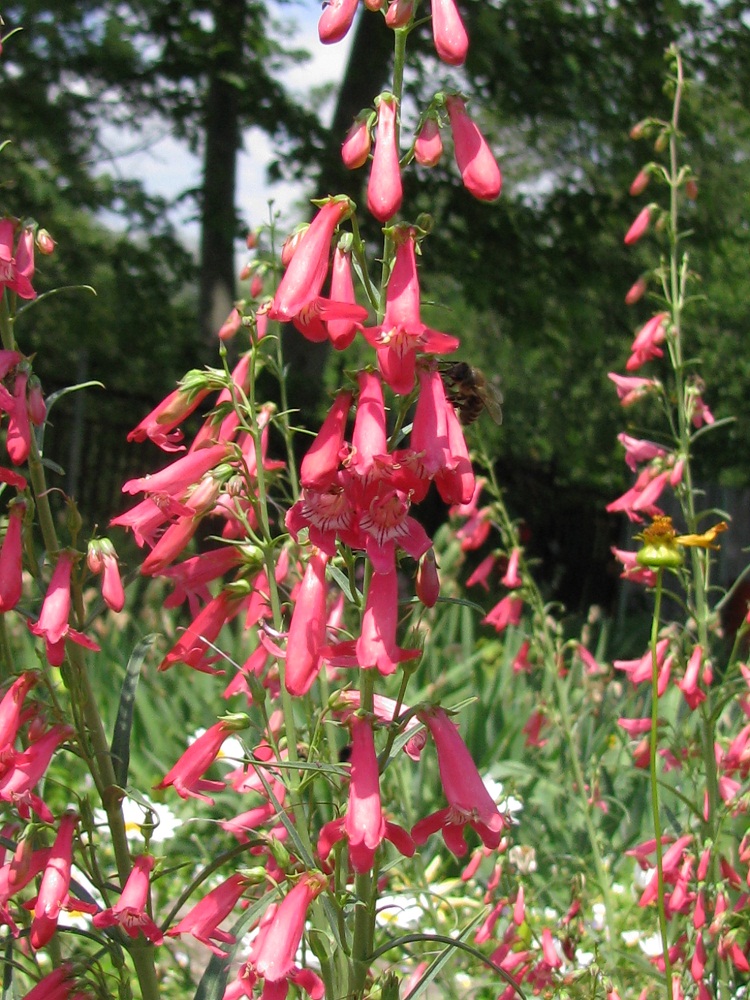 Image of genus Penstemon specimen.