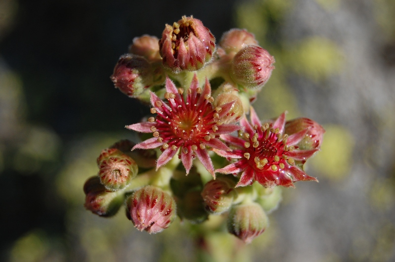 Image of Sempervivum pumilum specimen.