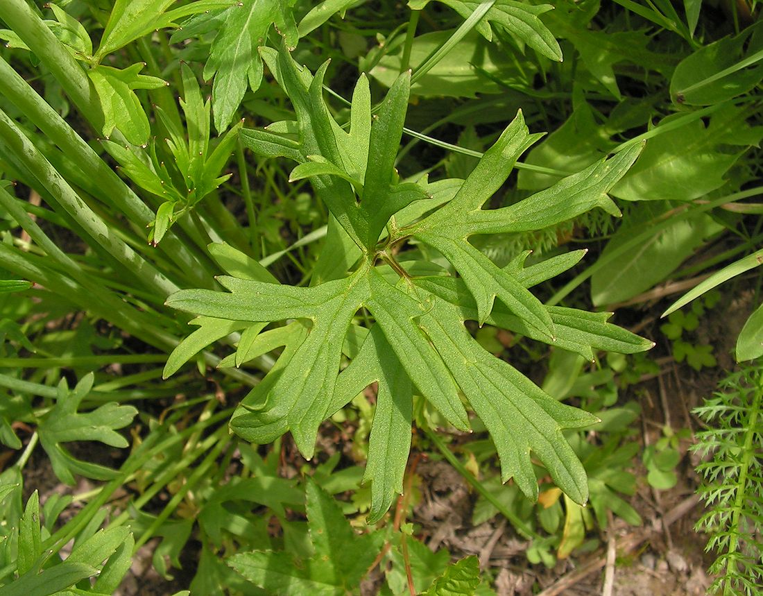 Image of genus Ranunculus specimen.