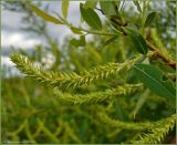 Salix triandra. Соплодие. Нижегородская обл., Первомайский р-н, окр. дер. Корольковка. 15 мая 2009 г.