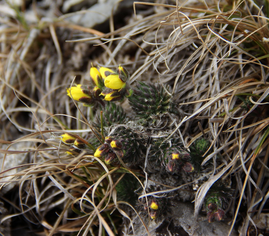 Image of Draba cuspidata specimen.