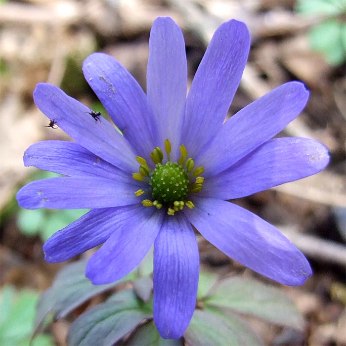 Изображение особи Anemone caucasica.