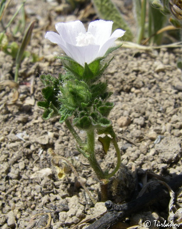 Image of Malva setigera specimen.