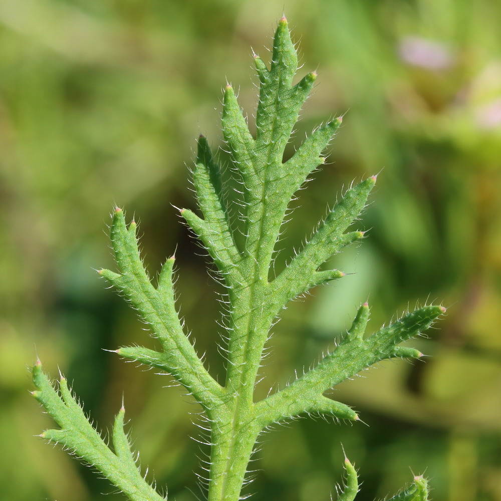 Image of Papaver stevenianum specimen.