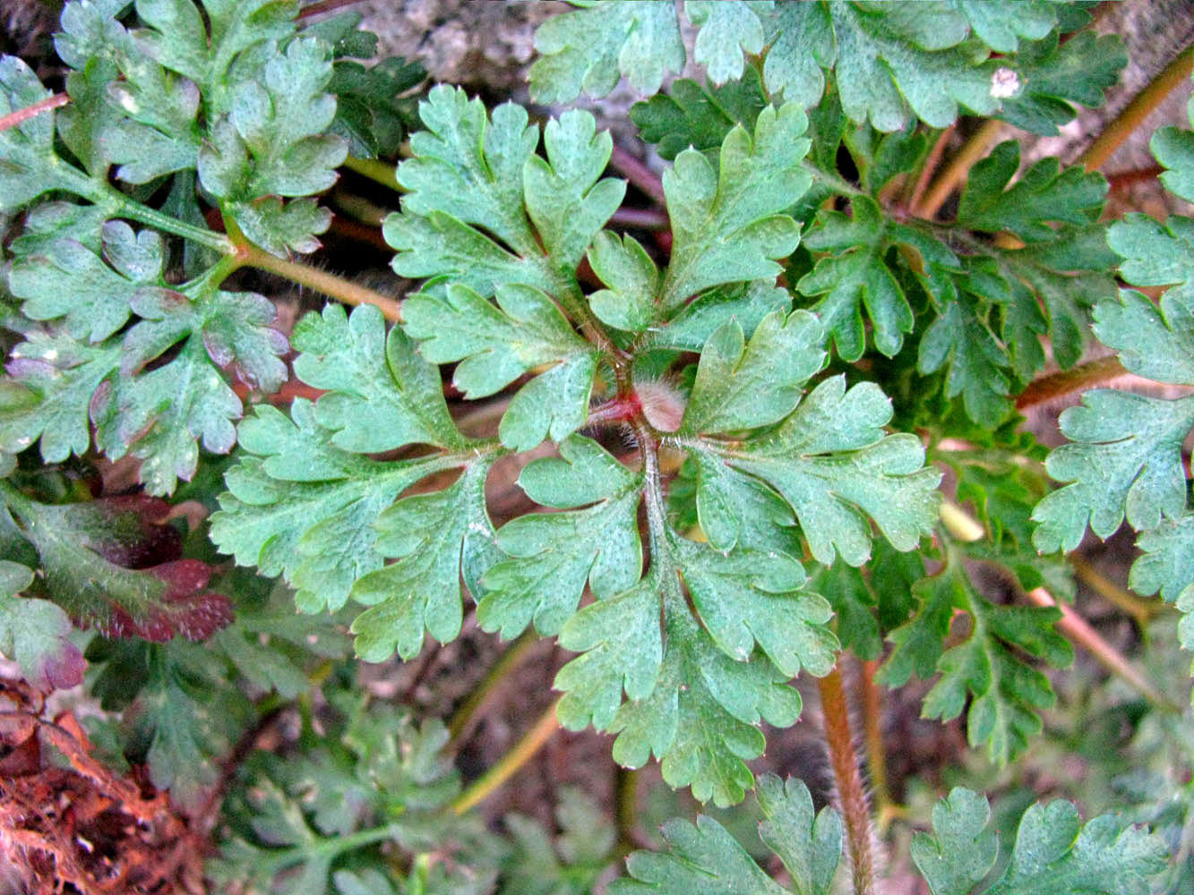 Изображение особи Geranium robertianum.