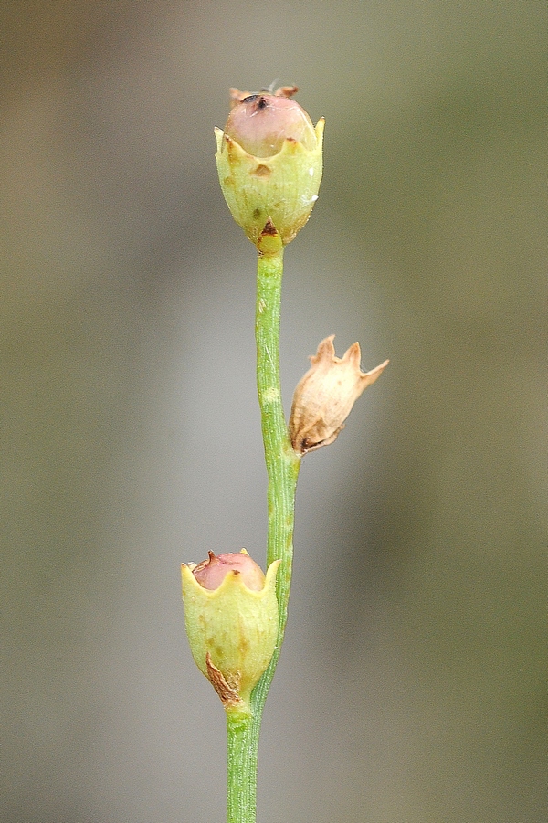 Image of Dodartia orientalis specimen.