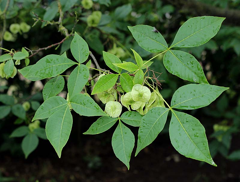 Image of Ptelea trifoliata specimen.