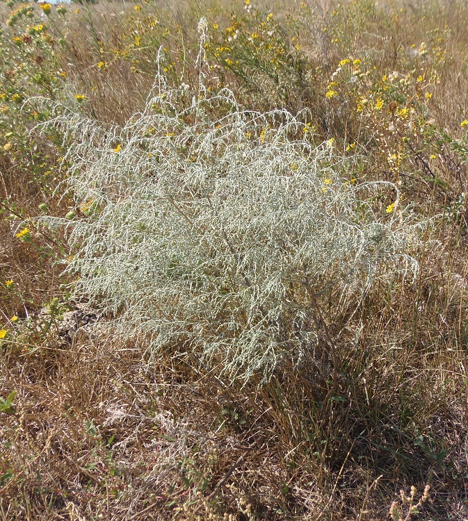 Изображение особи Artemisia santonicum.