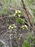Смотреть изображение род Draba