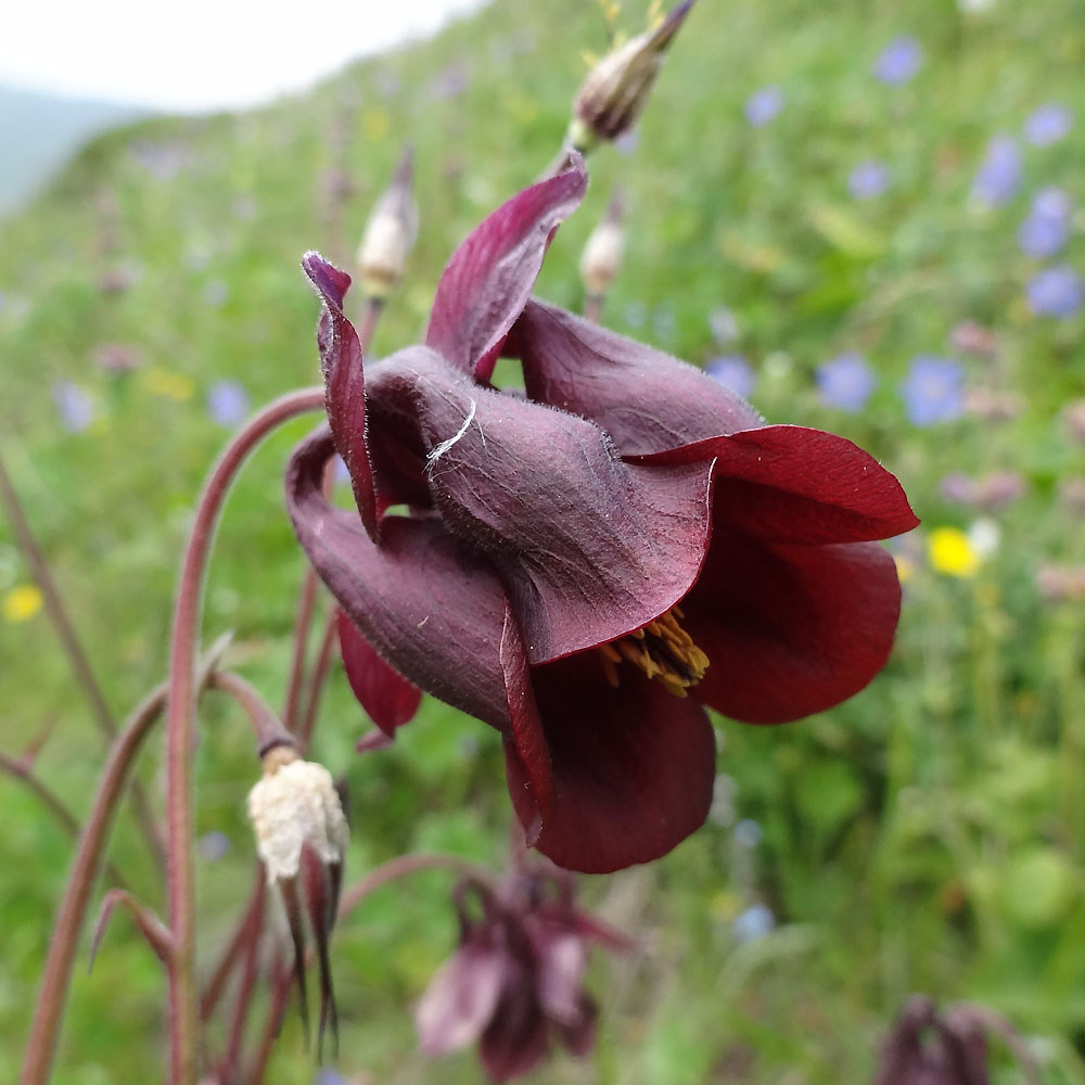 Image of Aquilegia atrovinosa specimen.