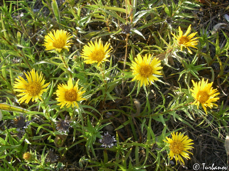 Image of Inula ensifolia specimen.